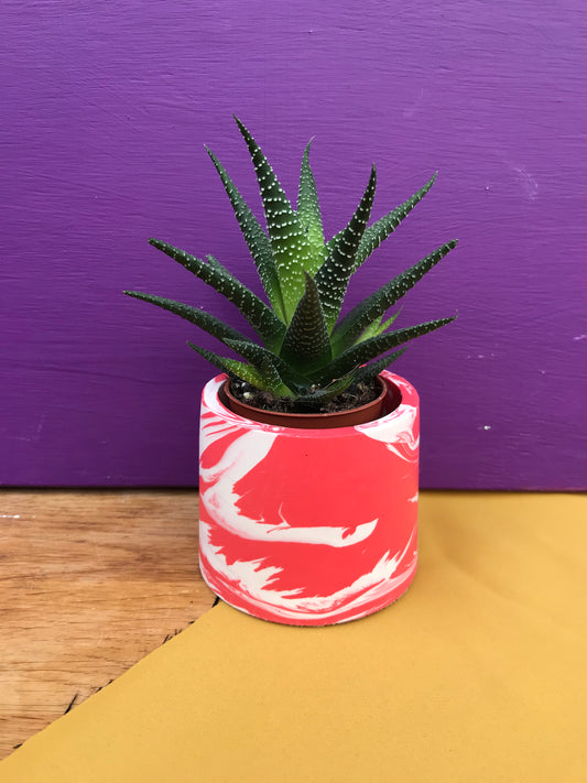 Red and White Small Pot